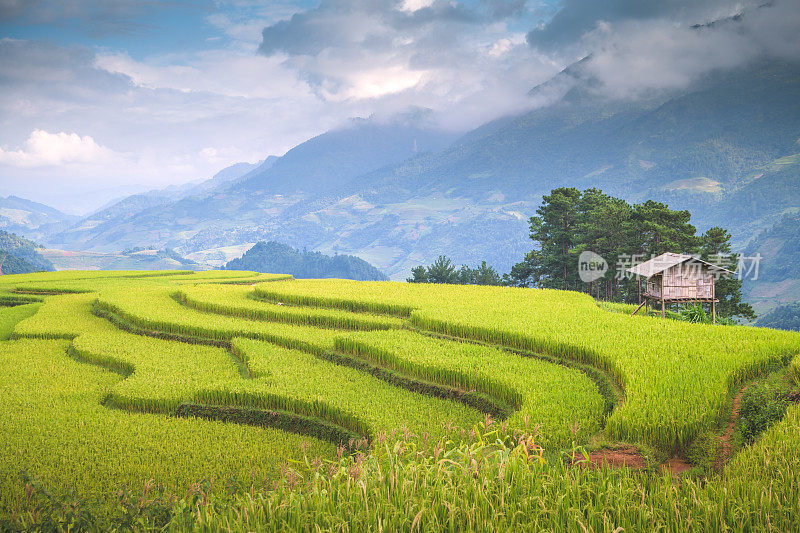 美丽的风景，绿色的稻田准备在越南西北部的梯田日落山在木仓寨，Yen Bai，越南